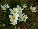 Zephyranthes white_4